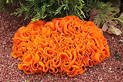 tanierovka oranžová