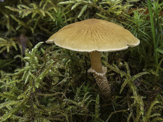 zrnivka okrová Cystoderma amianthinum (Scop.) Fayod