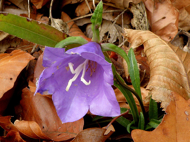 zvonček broskyňolistý Campanula persicifolia L.