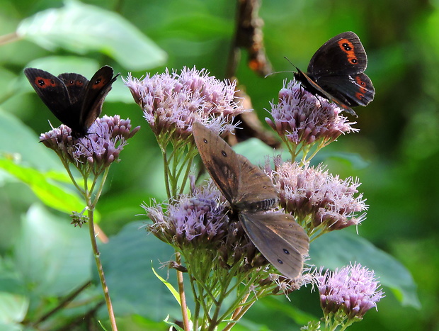 motýle Erebia aethiops a Minois dryas