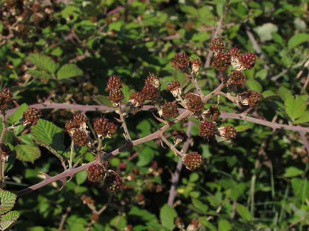 ostružina Rubus ulmifolius