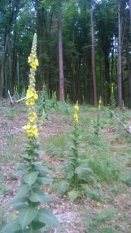divozel veľkokvetý Verbascum densiflorum Bertol.