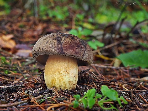 suchohríb červenohnedý Boletus ferrugineus Schaeff.