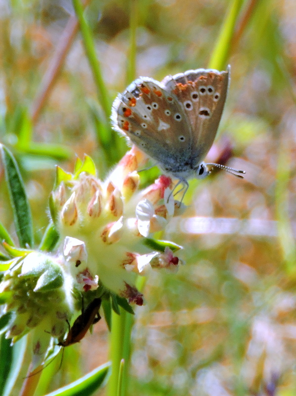 modráčik komonicový  Polyommatus dorylas