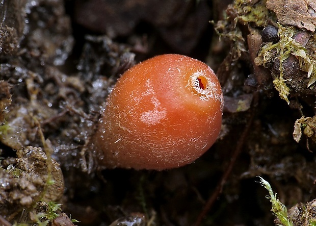 ohnivček zimný Microstoma protractum (Fr.) Kanouse