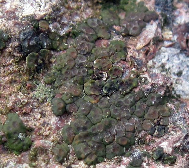 mnohospórovka Myriospora smaragdula (Wahlenb.) Nägeli ex Uloth