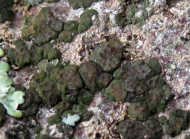 mnohospórovka Myriospora smaragdula (Wahlenb.) Nägeli ex Uloth