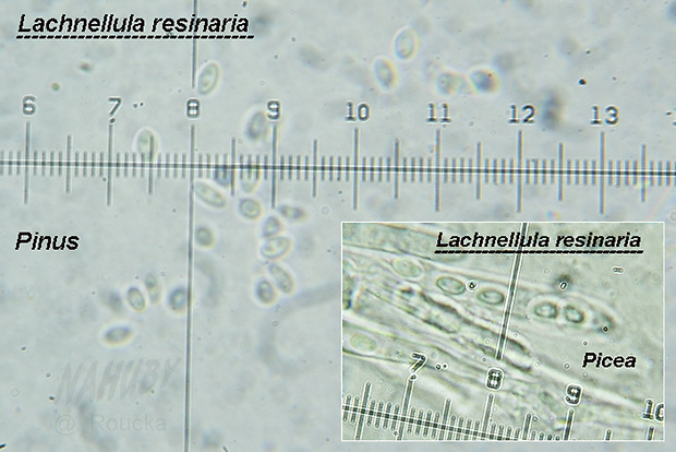 vlnuška živicová Lachnellula resinaria (Cooke & W. Phillips) Rehm