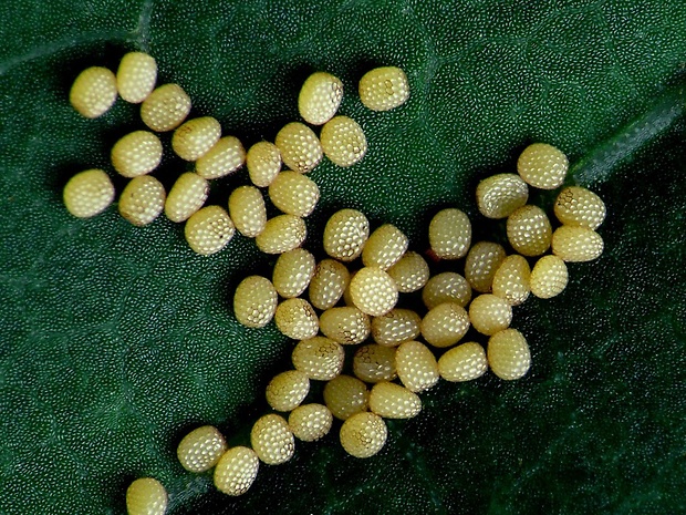 piadica zlatožltá (sk) / žlutokřídlec zlatožlutý (cz) Idaea aureolaria Denis & Schiffermüller, 1775