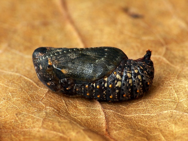 hnedáčik mriežkovaný (sk) / hnědásek kostkovaný (cz) Melitaea cinxia Linnaeus, 1758