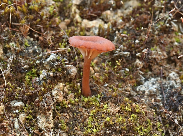 kalichovka hodvábna Omphalina pyxidata (Bull.) Quél.