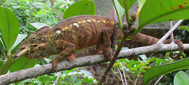 chameleón Furcifer nicosiai