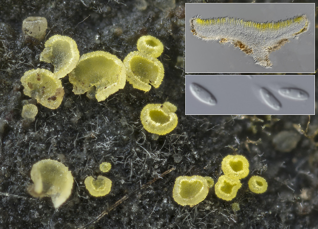 Hamatocanthoscypha straminella (P. Karst.) Huhtinen