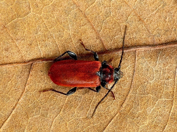 fuzáč červený (sk) / tesařík rudý (cz) Pyrrhidium sanguineum Linnaeus, 1758