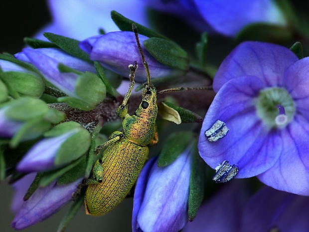 šupináčik zlatozelený (sk) / listohlod zlatozelený (cz) Phyllobius argentatus Linnaeus, 1758