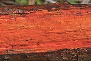 drevo osídlené kôrnatcom krvavým
