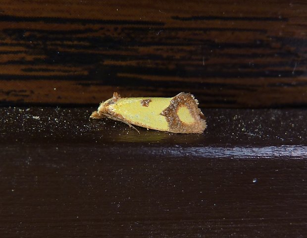 obalečík kroužkovaný / zvinúvač nevädzový  Agapeta zoegana