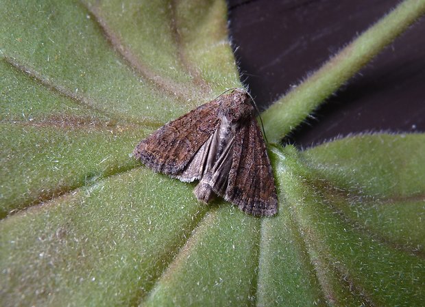 šedavka dvoubarvá / sivkavec dvojfarebný  Mesoligia furuncula