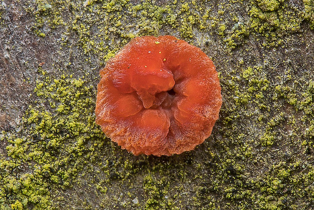 žilnačka oranžová 1 Phlebia radiata Fr.