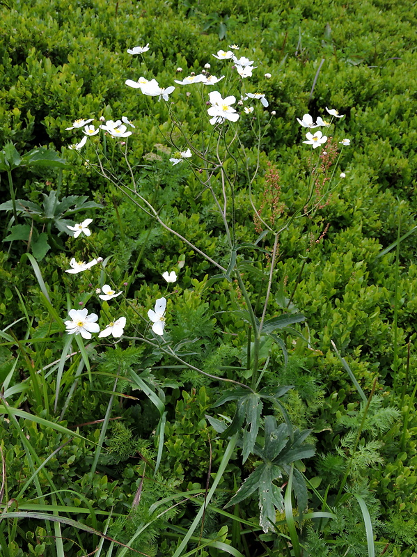 iskerník platanolistý Ranunculus platanifolius L.