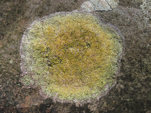 lišajníky Lichenes gr.
