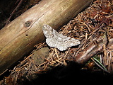 kôrovka borievková