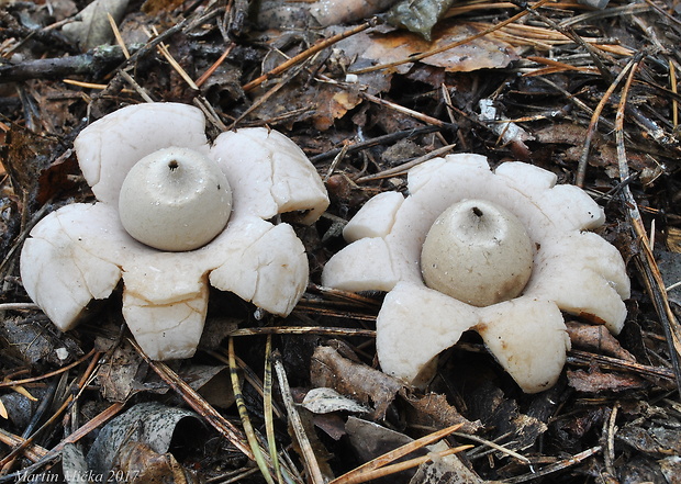 hviezdovka fľaškovitá Geastrum lageniforme Vittad.