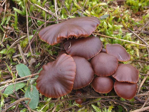 holohlavec tmavý Psilocybe montana (Pers.) P. Kumm.