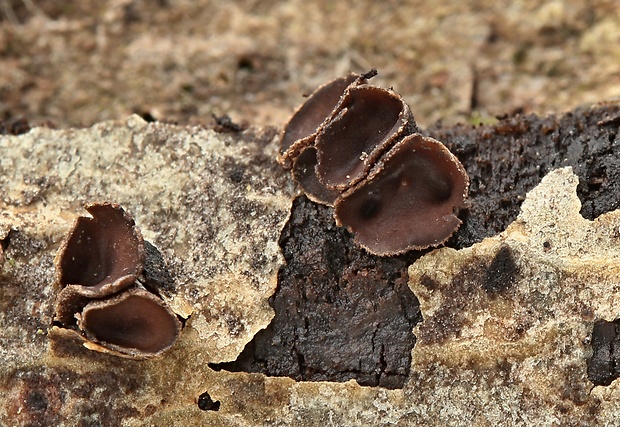dutinovka Sclerencoelia sp.