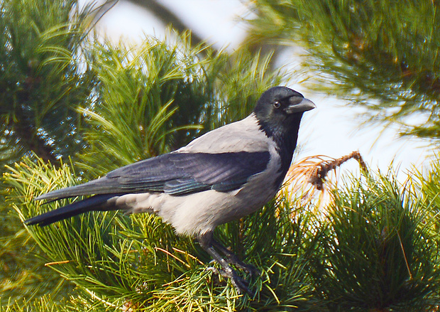 vrana Corvus cornix