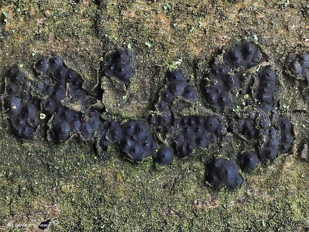 drevovček Entoleuca mammata (Wahlenb.) J.D. Rogers & Y.M. Ju