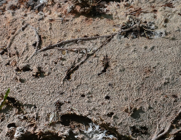 srsťovec odliepavý Steccherinum subcrinale (Peck) Ryvarden