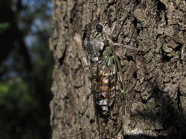 cikáda Cicada orni