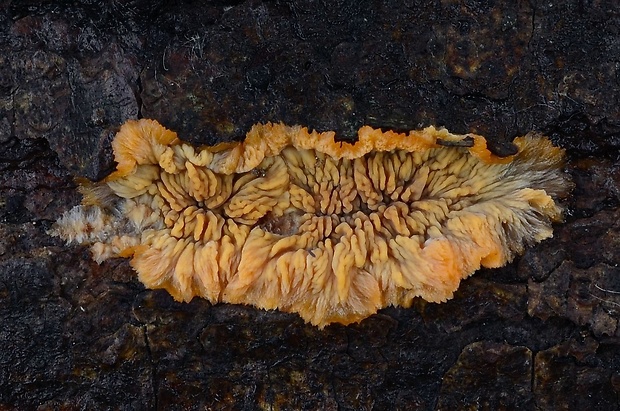 žilnačka oranžová Phlebia radiata Fr.