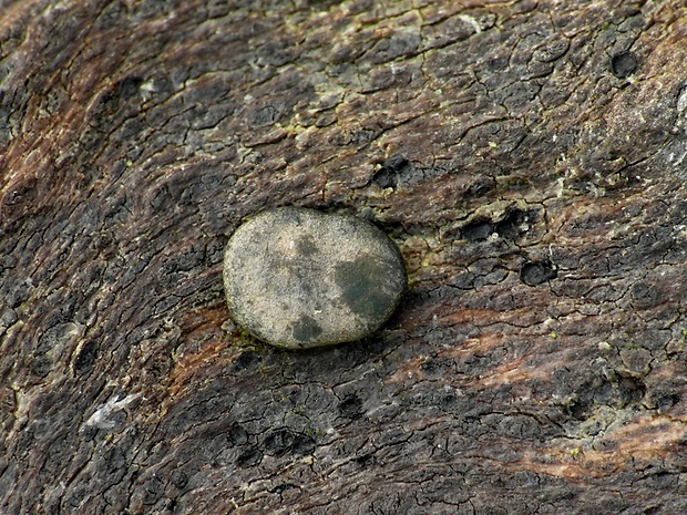 ponorenec Trichoderma