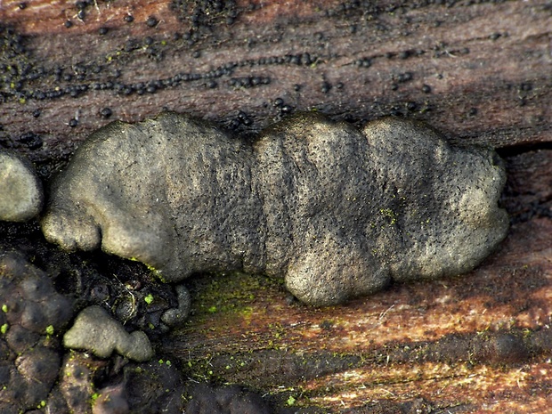 ponorenec Trichoderma