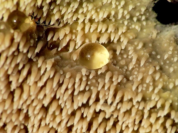 ihlohubka žltá Mycoacia cf. uda (Fr.) Donk