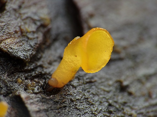 trasľavka pohárikovitá Guepiniopsis buccina (Pers.) L.L. Kenn.