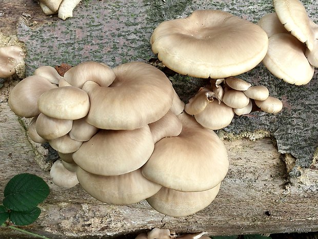 hliva buková Pleurotus cornucopiae (Paulet) Rolland