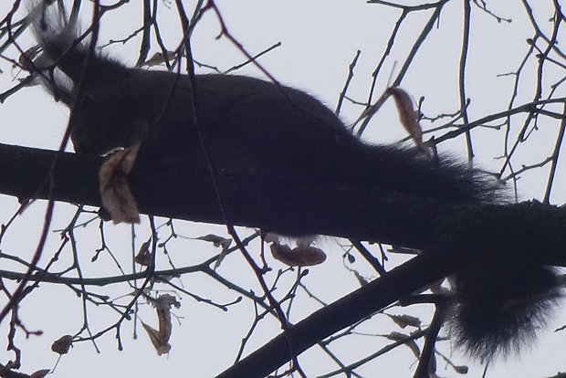 veverica stromová Scirius vulgaris