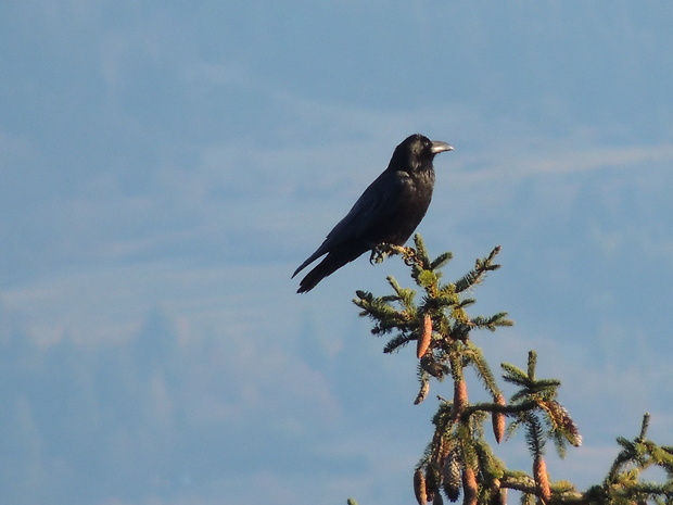 krkavec čierny Corvus corax