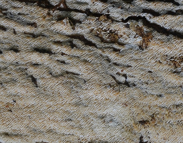 hyfodoncia mečíkatá Hyphodontia spathulata (Schrad.) Parmasto