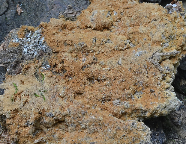 sieťovník Botryobasidium aureum Parmasto