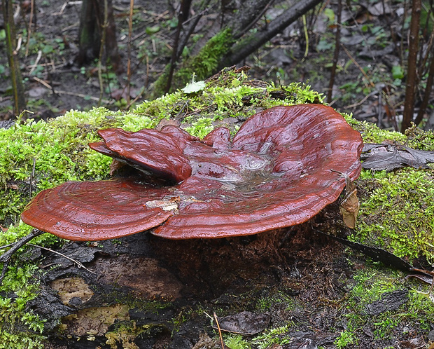 lesklokôrovka Ganoderma sp.