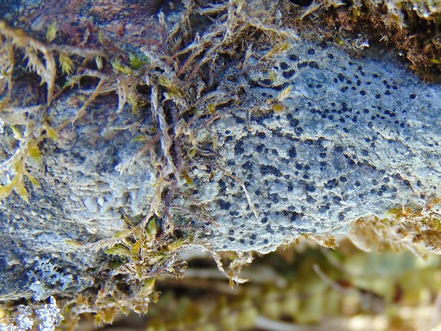 lišajník lichenes