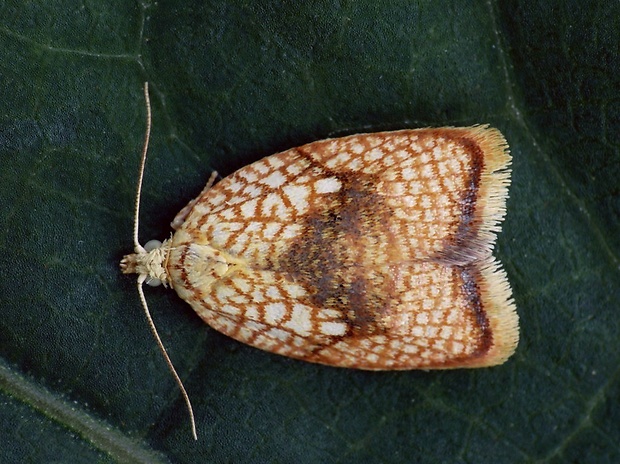 obaľovač javorový (sk) / obaleč javorový (cz) Acleris forsskaleana Linnaeus, 1758