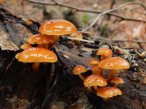 plamienka Flammulina sp.