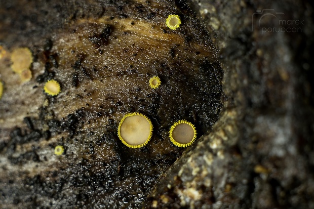 Trichopeziza subsulphurea (Svrček) Baral
