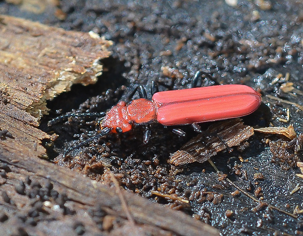 plocháč červený Cucujus cinnaberinus