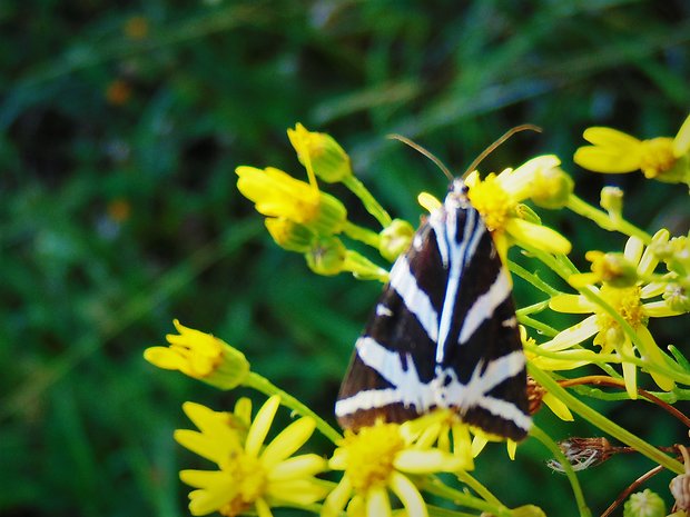 spriadač kostihojový Euplagia quadripunctaria